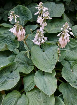 Hosta